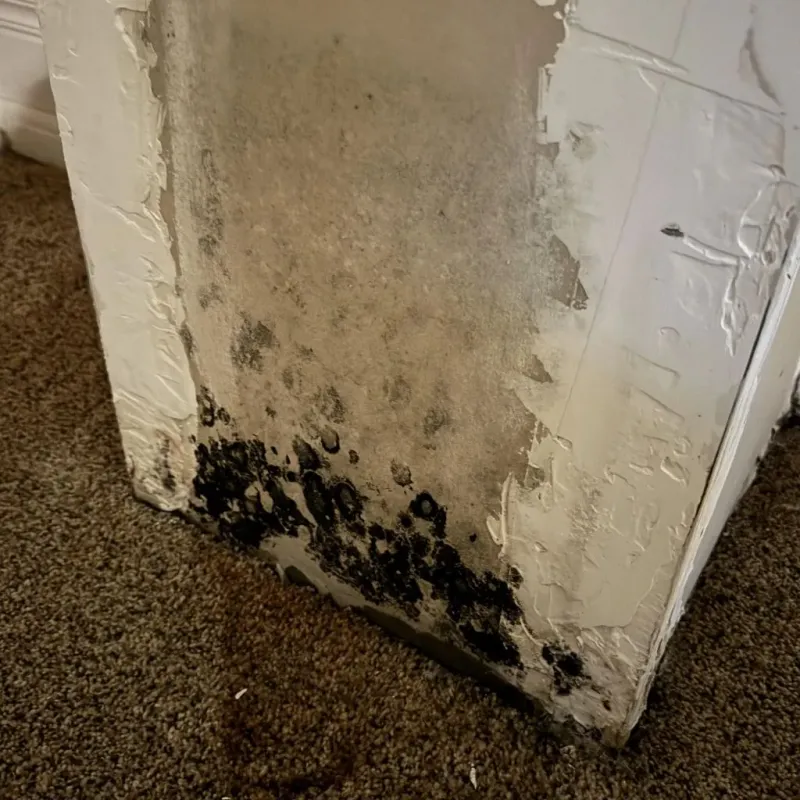 Professional Mold Removal in Garden City, GA